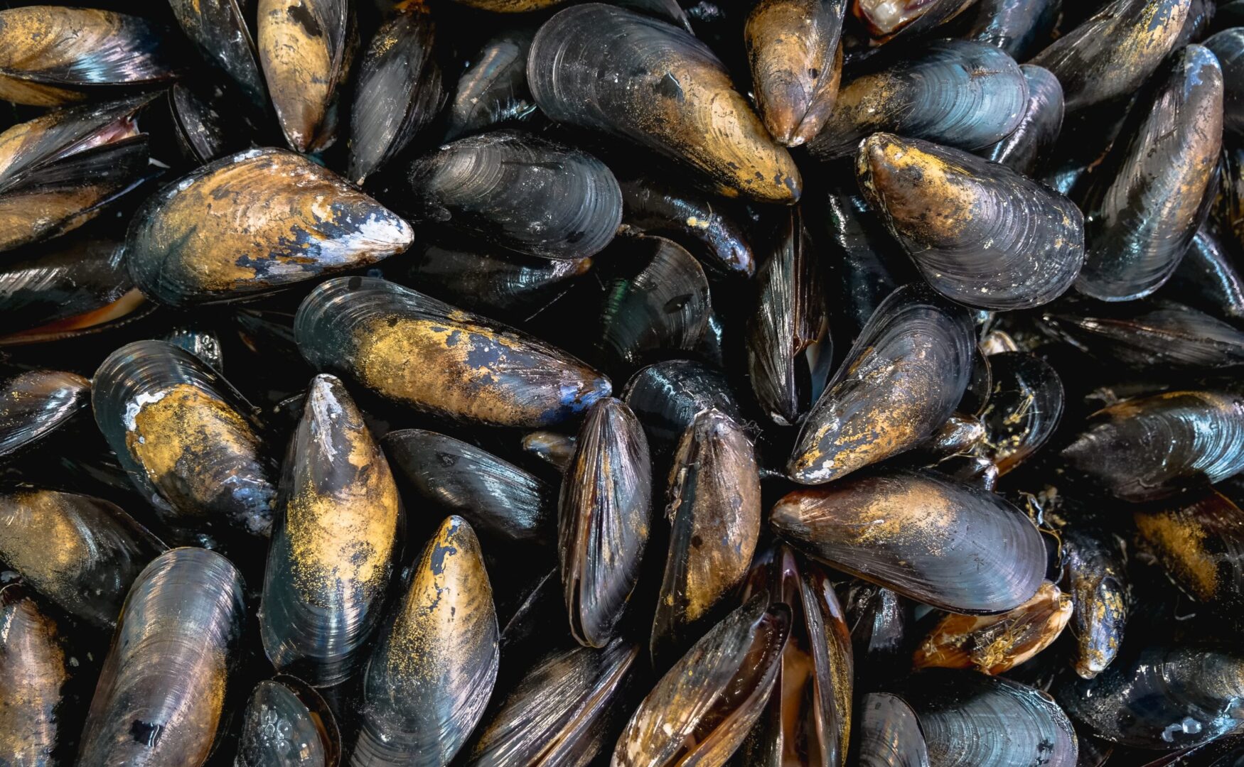 Mussel weekend — arrangement